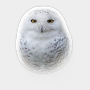 A Serene Snowy Owl Sticker